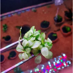 Ráy Nana Petite White - Cây Thủy Sinh Đẹp Lá Nhỏ, Phù Hợp Trồng Tiền Cảnh, Dễ Chăm Sóc, Thích Nghi Điều Kiện Ánh Sáng Thấp