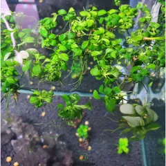 Ráy Nana Petite White - Cây Thủy Sinh Đẹp Lá Nhỏ, Phù Hợp Trồng Tiền Cảnh, Dễ Chăm Sóc, Thích Nghi Điều Kiện Ánh Sáng Thấp