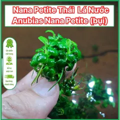 Cây Thủy Sinh Anubias Nana Petite - Ráy Thái Bụi Lá Nhỏ Dễ Trồng Cho Tiền Cảnh Tiêu Điểm Bể Cá Hệ Thủy Sinh