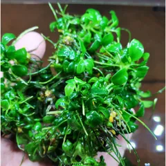 Cây Thủy Sinh Anubias Nana Petite - Ráy Thái Bụi Lá Nhỏ Dễ Trồng Cho Tiền Cảnh Tiêu Điểm Bể Cá Hệ Thủy Sinh