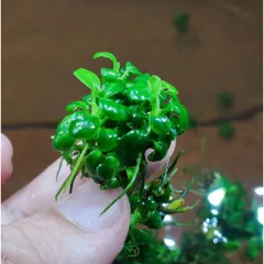 Cây Thủy Sinh Anubias Nana Petite - Ráy Thái Bụi Lá Nhỏ Dễ Trồng Cho Tiền Cảnh Tiêu Điểm Bể Cá Hệ Thủy Sinh