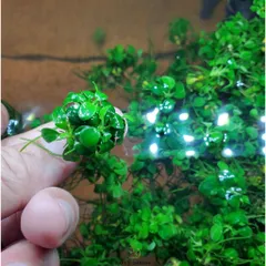 Cây Thủy Sinh Anubias Nana Petite - Ráy Thái Bụi Lá Nhỏ Dễ Trồng Cho Tiền Cảnh Tiêu Điểm Bể Cá Hệ Thủy Sinh