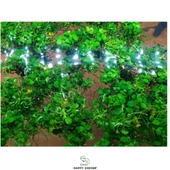 Cây Thủy Sinh Anubias Nana Petite - Ráy Thái Bụi Lá Nhỏ Dễ Trồng Cho Tiền Cảnh Tiêu Điểm Bể Cá Hệ Thủy Sinh