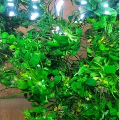 Cây Thủy Sinh Anubias Nana Petite - Ráy Thái Bụi Lá Nhỏ Dễ Trồng Cho Tiền Cảnh Tiêu Điểm Bể Cá Hệ Thủy Sinh