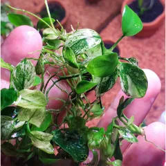 Ráy Pinto Anubias Nana - Cây Thủy Sinh Tiền Cảnh Đẹp, Dễ Chăm Sóc, Phát Triển Ổn Định Trong Bể Cá Thủy Sinh