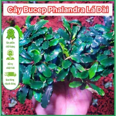 Chậu Bucep Phalandra Lá Dài - Cây Thủy Sinh Trang Trí Tiền Cảnh, Đổi Màu Độc Đáo, Dễ Chăm Sóc cho Bể Cá