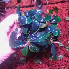 Chậu Bucep Phalandra Lá Dài - Cây Thủy Sinh Trang Trí Tiền Cảnh, Đổi Màu Độc Đáo, Dễ Chăm Sóc cho Bể Cá