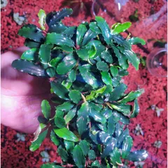 Chậu Bucep Phalandra Lá Dài - Cây Thủy Sinh Trang Trí Tiền Cảnh, Đổi Màu Độc Đáo, Dễ Chăm Sóc cho Bể Cá
