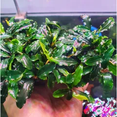 Chậu Bucep Phalandra Lá Dài - Cây Thủy Sinh Trang Trí Tiền Cảnh, Đổi Màu Độc Đáo, Dễ Chăm Sóc cho Bể Cá