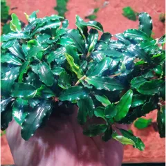 Chậu Bucep Phalandra Lá Dài - Cây Thủy Sinh Trang Trí Tiền Cảnh, Đổi Màu Độc Đáo, Dễ Chăm Sóc cho Bể Cá