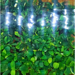 Chậu Bucep Phalandra Lá Dài - Cây Thủy Sinh Trang Trí Tiền Cảnh, Đổi Màu Độc Đáo, Dễ Chăm Sóc cho Bể Cá