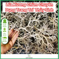 Lũa Xương Chùm Trang Trí Thủy Sinh - Giúp Tạo Layout Đẹp Cho Hồ Cá, Dễ Sử Dụng, Khuyên Dùng Kèm Lũa Hải Sơn Quỳ