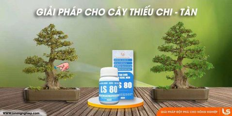 Keo Kích Chồi Bonsai LS80 - Keo Đặc Sệt 30gr Tạo Chồi Khỏe Mạnh, An Toàn Cho Cây Kiểng, Dễ Dùng Cho Người Làm Vườn
