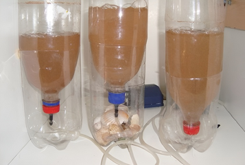 Bộ Dụng Cụ Ấp Trứng Artemia Chuyên Dùng Cho Cá Cảnh - Gồm Bình Ấp, Van Tăng Giảm Oxi, Vợt và Muỗng Múc Trứng