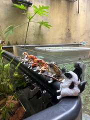 Tiểu Cảnh Mèo Câu Cá Mini Ngồi Hồ - Trang Trí Bể Cá Xinh Xắn, Dễ Thương, Chất Liệu An Toàn, Tạo Điểm Nhấn Sinh Động
