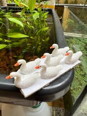 Mô Hình Vịt Trắng Mini - Tiểu Cảnh Trang Trí Bể Cá Cảnh, Đồ Chơi Nhựa An Toàn Dài Lâu