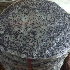 50 Cái Bánh Tráng Mè Đen Nước Cốt Dừa - Đặc Sản Tây Ninh Thơm Ngon Dinh Dưỡng Cho Mọi Lứa Tuổi
