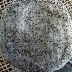 50 Cái Bánh Tráng Mè Đen Nước Cốt Dừa - Đặc Sản Tây Ninh Thơm Ngon Dinh Dưỡng Cho Mọi Lứa Tuổi