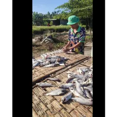 Khô Cá Đù 1 KG - Hàng Chất Lượng Từ Miền Tây, Không Hóa Chất, Phù Hợp Cho Biếu Tặng, Dễ Chế Biến, Nguyên Liệu Tự Nhiên