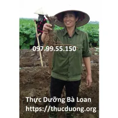 Ngưu báng tươi giống Nhật Bản Cửa Hàng Thực Dưỡng Bà Loan