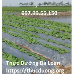 Ngưu báng tươi giống Nhật Bản Cửa Hàng Thực Dưỡng Bà Loan