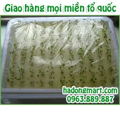 Mút xốp ươm hạt 10 tấm 960 lỗ (25x25x25mm) HaDongMart