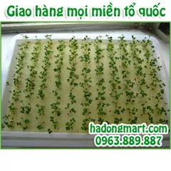 Mút xốp ươm hạt 10 tấm 960 lỗ (25x25x25mm) HaDongMart