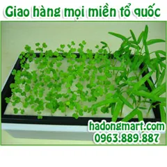 Mút xốp ươm hạt 10 tấm 960 lỗ (25x25x25mm) HaDongMart