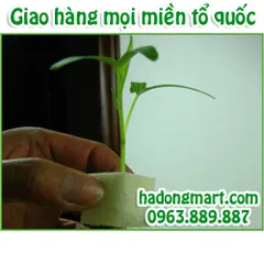 Mút xốp ươm hạt 10 tấm 960 lỗ (25x25x25mm) HaDongMart