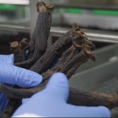 Dầu Gội Phủ Bạc Hắc Sâm Hàn Quốc Mộc Nhu - Phục Hồi Màu Tóc Tự Nhiên, Giúp Tóc Bóng Khỏe Màu Đen + Nâu Đen