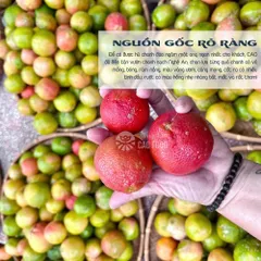 Chanh Đào Ngâm Mật Ong Đường Phèn CAOFOOD 1L - Giảm Ho, Tăng Cường Sức Đề Kháng, Thức Uống Dinh Dưỡng, Hương Vị Thơm Ngon, Nguyên Chất 100%