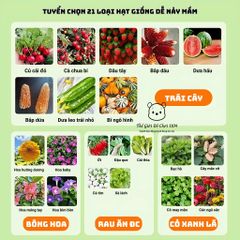 Bộ Đồ Chơi Trồng Cây Trong Nhà Kính Mini - Giáo Dục Khoa Học Cho Bé - Khám Phá Thiên Nhiên và Kỹ Năng Sống