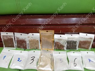 Hạt Giống Cây Thủy Sinh Trân Châu, Ngưu Mao Chiên, Cỏ Tình Yêu, Cỏ May Mắn - Gói 8-10g Cho Thảm Cây Xanh Mướt Trong Hồ Cá