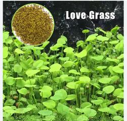 Hạt Giống Cây Thủy Sinh Trân Châu, Ngưu Mao Chiên, Cỏ Tình Yêu, Cỏ May Mắn - Gói 8-10g Cho Thảm Cây Xanh Mướt Trong Hồ Cá