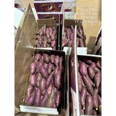 Khoai Lang Nhật Xuất Khẩu Size M 3kg - Ruột Vàng Dẻo Ngọt, Giàu Chất Xơ Và Vitamin, Thực Phẩm Lành Mạnh Cho Sức Khỏe