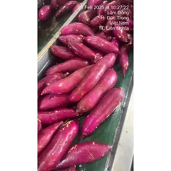 Khoai Lang Nhật Xuất Khẩu Size S (70-150g/củ) - Ngọt Dẻo Tự Nhiên, Chất Lượng Cao, Đóng 3kg/Thùng, Lựa Chọn Tốt Cho Gia Đình và Xuất Khẩu