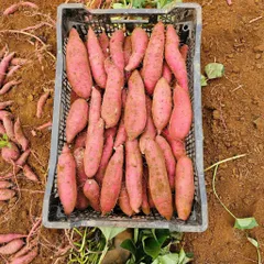 Khoai Lang Nhật Xuất Khẩu Size S (70-150g/củ) - Ngọt Dẻo Tự Nhiên, Chất Lượng Cao, Đóng 3kg/Thùng, Lựa Chọn Tốt Cho Gia Đình và Xuất Khẩu