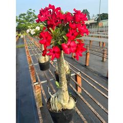 Hạt Giống Hoa Sứ Đỏ Taiwan - Bịch 10 Hạt, Nhiều Hoa Rực Rỡ, Dễ Trồng, Tượng Trưng May Mắn và Thịnh Vượng Cho Vườn Xanh