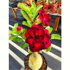 Hạt giống hoa sứ Thiên Vương cánh đỏ viền đen - Bộ 10 hạt, hoa to, đẹp rực rỡ cho không gian sống thêm sinh động