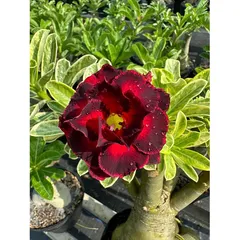 Hạt giống hoa sứ Thiên Vương cánh đỏ viền đen - Bộ 10 hạt, hoa to, đẹp rực rỡ cho không gian sống thêm sinh động