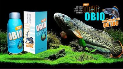 Men Vi Sinh KOIKA OBIO Cho Cá Lóc (Phiên bản tết 2026) - Tăng Trưởng & Hỗ Trợ Sinh Trưởng Cá Lóc Khỏe Mạnh, Nước Trong Sạch