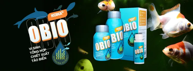 Vi Sinh KOIKA OBIO (Phiên bản tết 2026) - Giúp Làm Sạch Nước Bể Cá, Tăng Hệ Miễn Dịch và Tiêu Hóa Cho Cá Cảnh