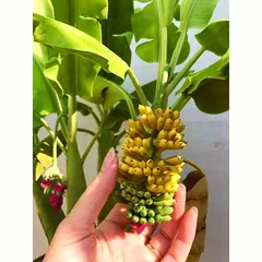Hạt Giống Cây Chuối Mini Siêu Trái - Dễ Trồng Trong Nhà Ngoài Trời, Giúp Tạo Không Gian Thiên Nhiên Tươi Mát - Bịch 10 Hạt