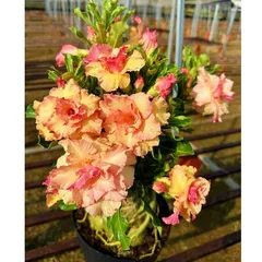 Hạt giống hoa sứ Taiwan thiên nga vàng hồng - Bịch 10 hạt - Cây hoa đẹp cho vườn nhà bạn