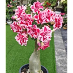 Hạt Giống Hoa Sứ Kép Thái Lan - Bịch 10 Hạt Đẹp - Đa Dạng, Nở Rộ Cho Vườn Của Bạn