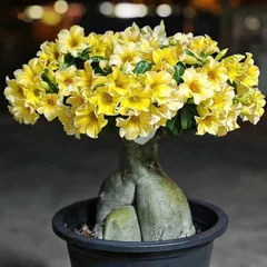 Hạt Giống Hoa Sứ Kép Thái Lan - Bịch 10 Hạt Chất Lượng Cao Cho Vườn Nhà Bạn