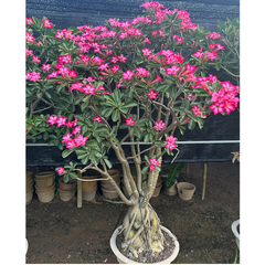 Bịch 10 Hạt Giống Hoa Sứ Thái Lan Kỳ Duyên Hồng - Đặc Biệt Cho Vườn Hoa Tươi Sáng, Mã Số 1320