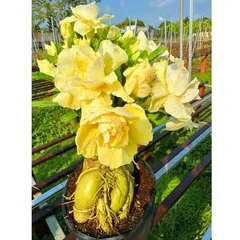 Hạt Giống Hoa Sứ Ghép Thái Lan - Hoa Vàng Cánh To - Bịch 10 Hạt - Cây Cảnh Đẹp Cho Không Gian Sống