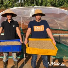 [HÀNG ĐẶC BIỆT] Cà phê Typica Cầu Đất Nguyên Chất Rang Mộc - Pha Phin Pha Máy Coldbrew-Specialty coffee Ethiopia arabica