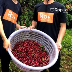 Cà Phê Gu Nhẹ Rang Mộc Roplus - 100% Nguyên Chất Arabica & Robusta - Pha Phin & Pha Máy - Vị Đậm Thanh Chua Nhẹ Từ Trái Cây
